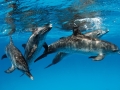 Atlantic Spotted Dolphin