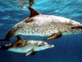 Atlantic Spotted Dolphin
