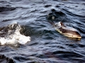Atlantic White-sided Dolphin