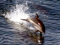 Atlantic White-sided Dolphin