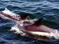 Atlantic White-sided Dolphin