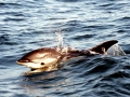 Atlantic White-sided Dolphin