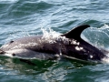 Atlantic White-sided Dolphin