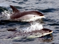 Atlantic White-sided Dolphin