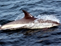 Atlantic White-sided Dolphin