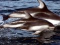 Atlantic White-sided Dolphin