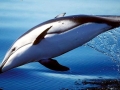 Atlantic White-sided Dolphin
