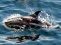 Atlantic White-sided Dolphin