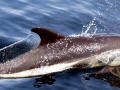 Atlantic White-sided Dolphin