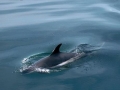 Atlantic White-sided Dolphin