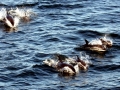 Atlantic White-sided Dolphin