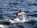 Atlantic White-sided Dolphin