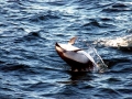Atlantic White-sided Dolphin