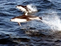 Atlantic White-sided Dolphin