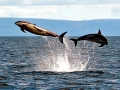 Atlantic White-sided Dolphin
