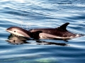 Atlantic White-sided Dolphin