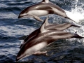 Atlantic White-sided Dolphin