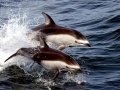 Atlantic White-sided Dolphin