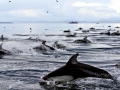 Atlantic White-sided Dolphin