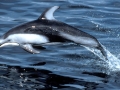 Atlantic White-sided Dolphin