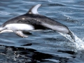 Atlantic White-sided Dolphin