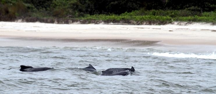 Atlantic Hump-backed Dolphin