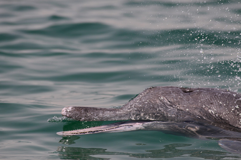 Atlantic Hump-backed Dolphin
