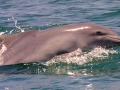 Atlantic Hump-backed Dolphin