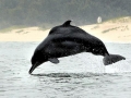 Atlantic Hump-backed Dolphin