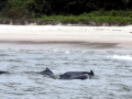 Atlantic Hump-backed Dolphin