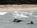 Atlantic Hump-backed Dolphin