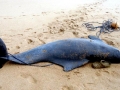 Atlantic Hump-backed Dolphin