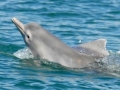Atlantic Hump-backed Dolphin