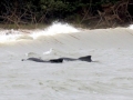 Atlantic Hump-backed Dolphin