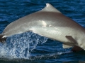 Atlantic Hump-backed Dolphin