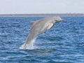 Atlantic Hump-backed Dolphin