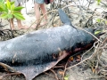 Atlantic Hump-backed Dolphin