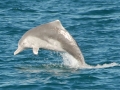 Atlantic Hump-backed Dolphin