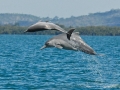 Atlantic Hump-backed Dolphin