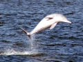 Atlantic Hump-backed Dolphin