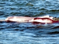 Atlantic Hump-backed Dolphin