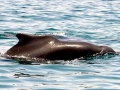 Atlantic Hump-backed Dolphin