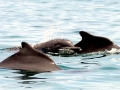 Atlantic Hump-backed Dolphin