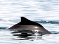 Atlantic Hump-backed Dolphin