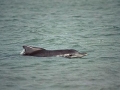 Atlantic Hump-backed Dolphin
