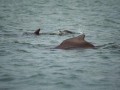 Atlantic Hump-backed Dolphin