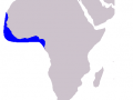 Atlantic Hump-backed Dolphin