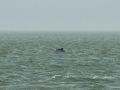 Atlantic Hump-backed Dolphin