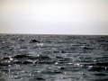 Atlantic Hump-backed Dolphin
