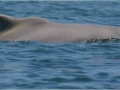 Atlantic Hump-backed Dolphin
